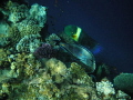   Broomtail wrasse Sohal surgeonfish  